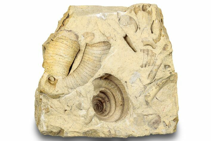 Ordovician Marine Fossil Association - Wisconsin #248568